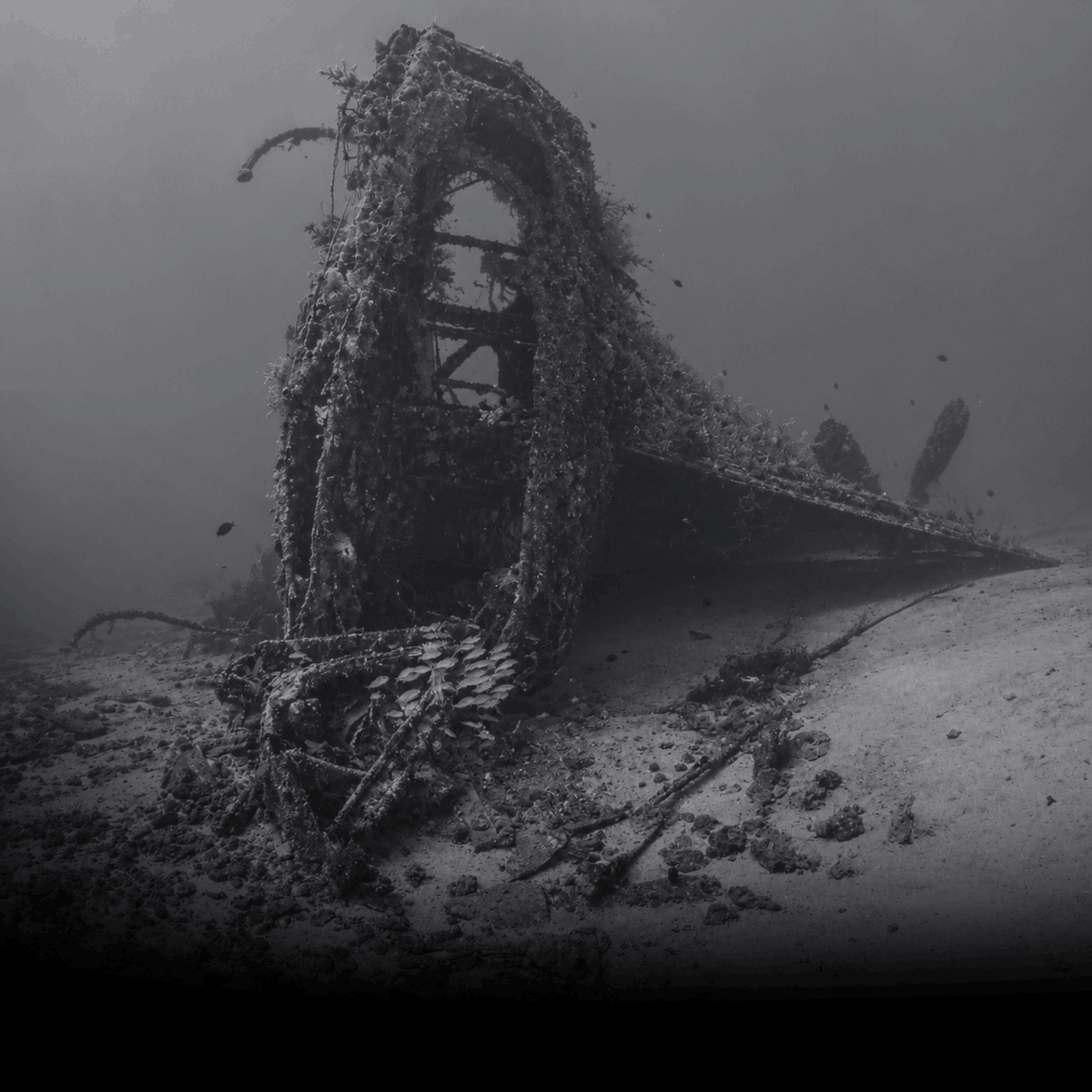 A coral-encrusted wreck bow off Sri Lanka's west coast