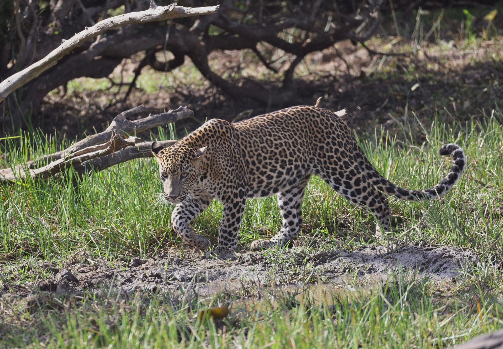 Wildlife Safaris