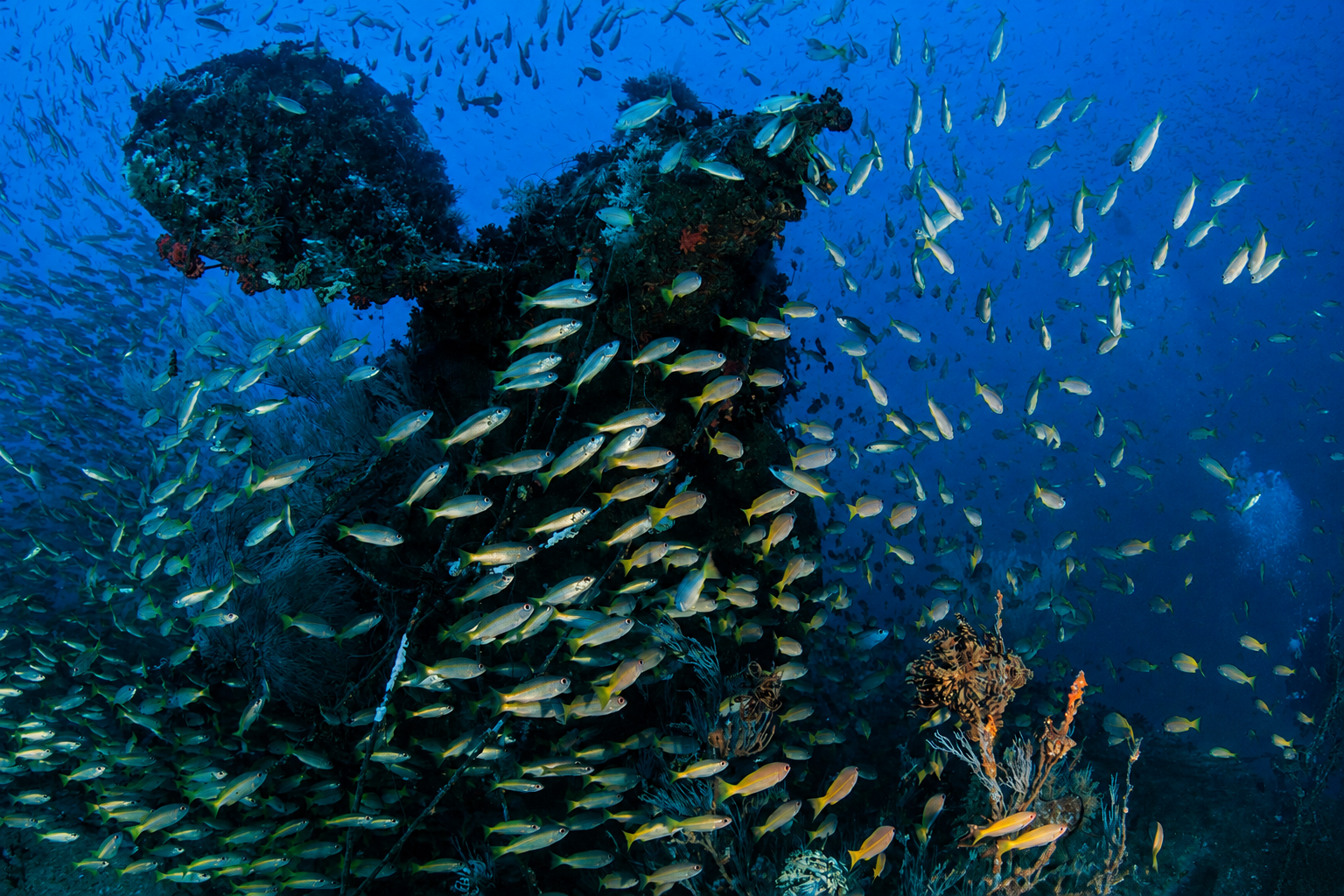 A Serious Dive