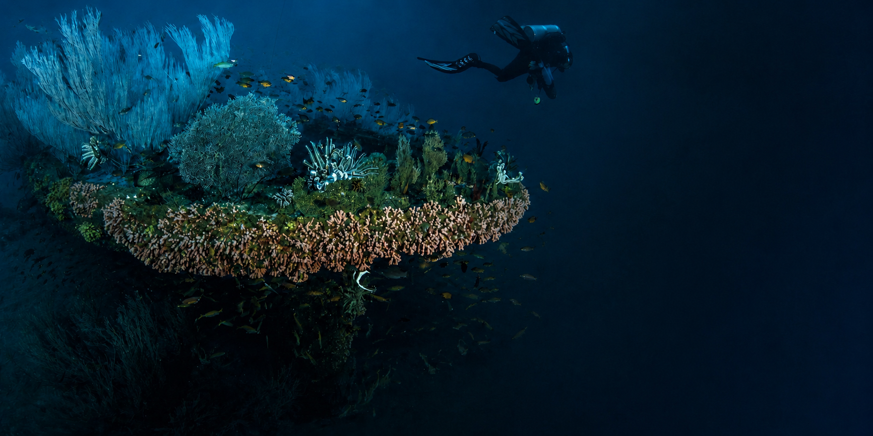 A diver descending over a reef in Sri Lanka