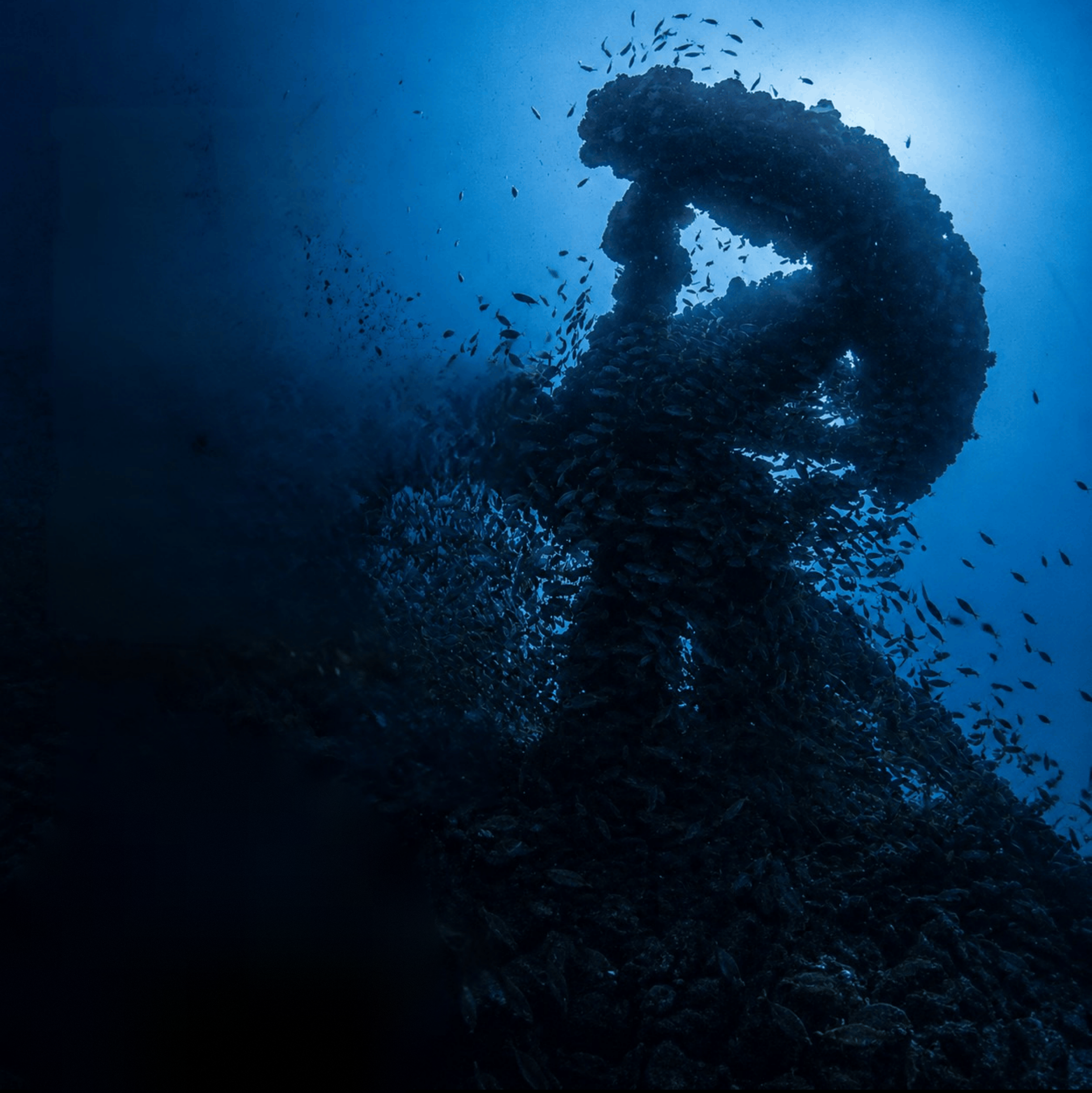 A coral-encrusted wreck structure with schooling fish in Sri Lanka